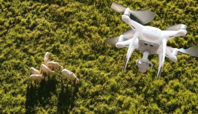 Surveiller le troupeau au pâturage grâce au drone